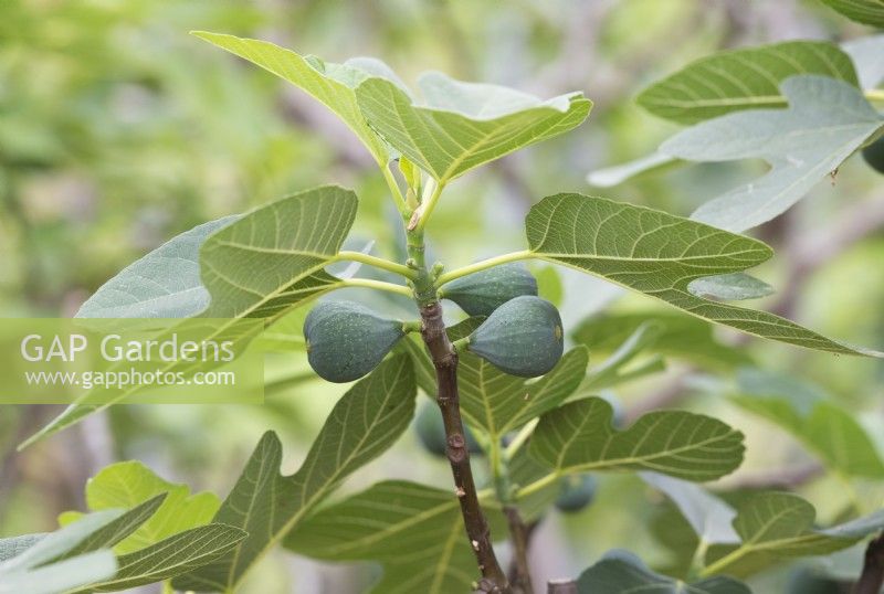 Ficus carica Nino - Fig