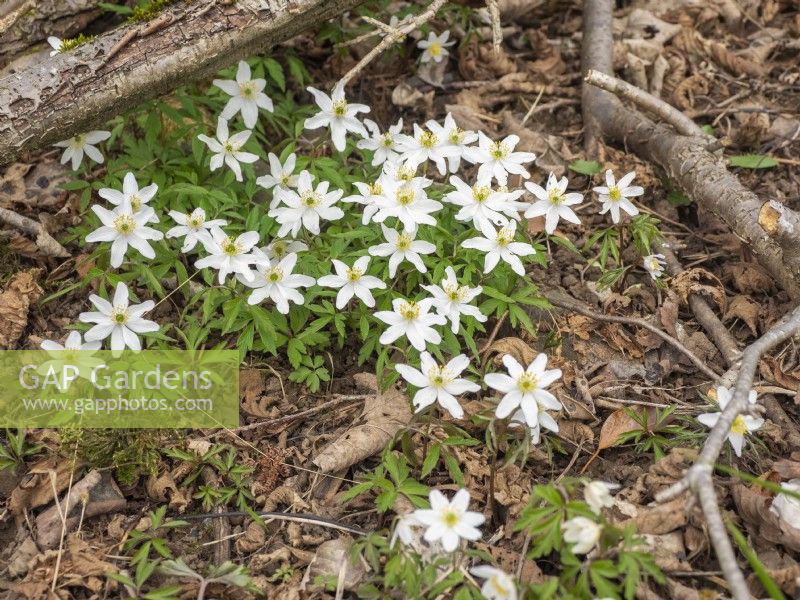 Anemone nemorosa - Windflowers on woodland floor

