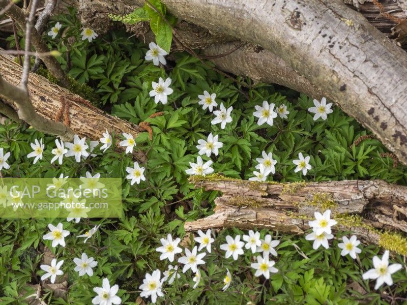 Anemone nemorosa - Windflowers growing among fallen wood
