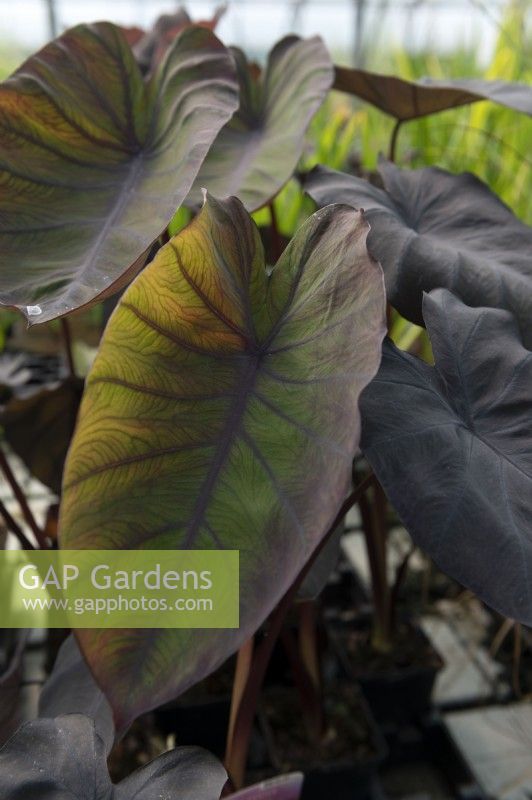 Colocasia esculenta 'Black magic' taro, leaf detail 