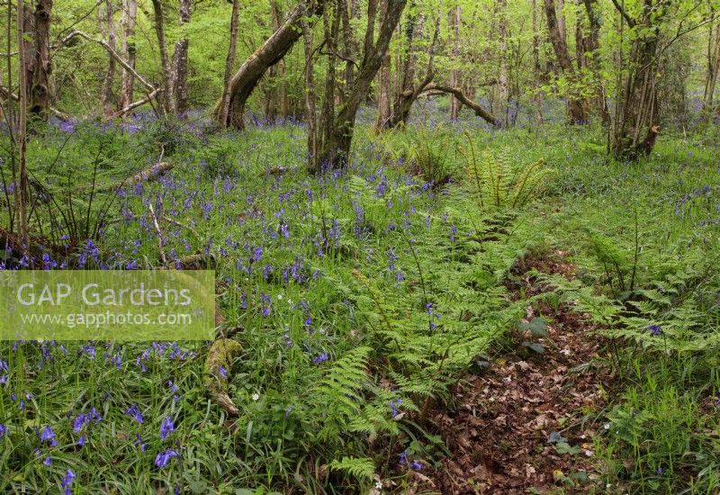 Hyacinthoides non-scripta, Bluebells in open woodland with Corylus avellana, common hazel and 
Pteridium aquilinum, bracken. May, UK.