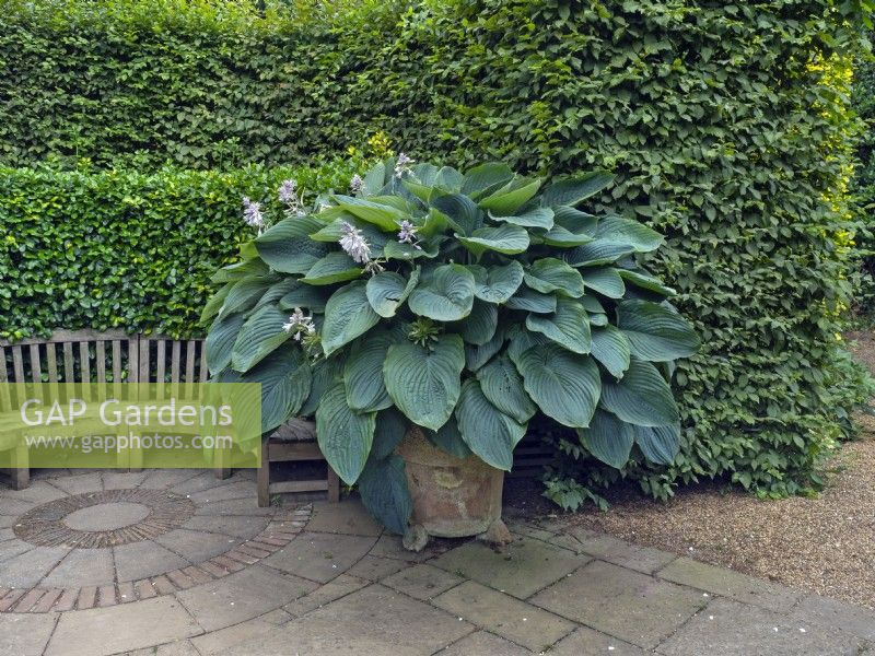 'Empress Wu' hosta growing in container pot late  June Norfolk