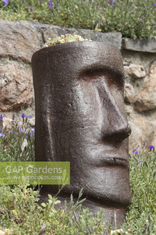 Easter Island style sculptural heads are planted with sempervivums, for year round interest. Spring