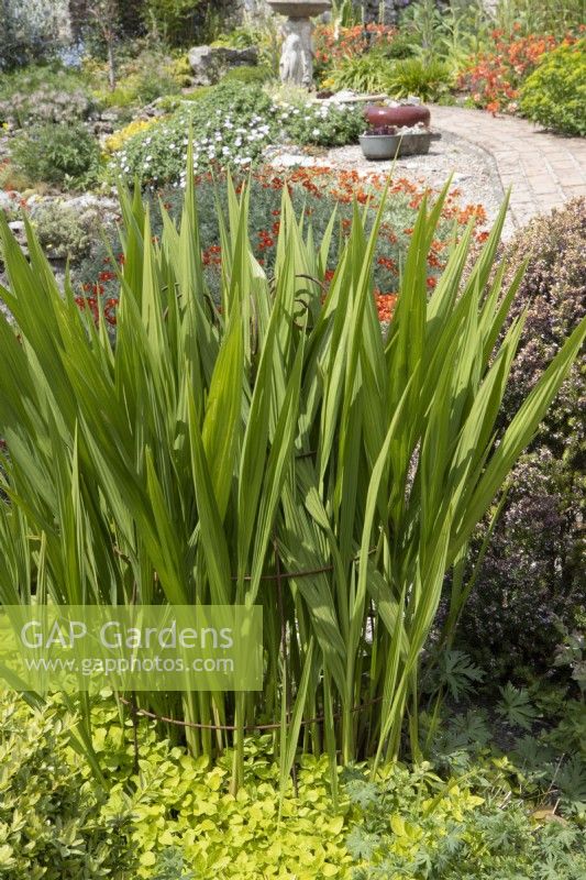 Crocosmia 'Lucifer' foliage supported with a metal plant support. Briar Cottage Garden. Devon NGS garden. Spring