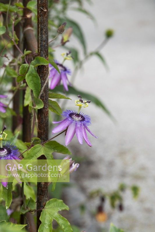 Passiflora 'Amethyst' - Passion flower