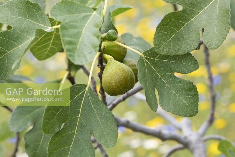 Ficus carica 'White Ischia' - Fig