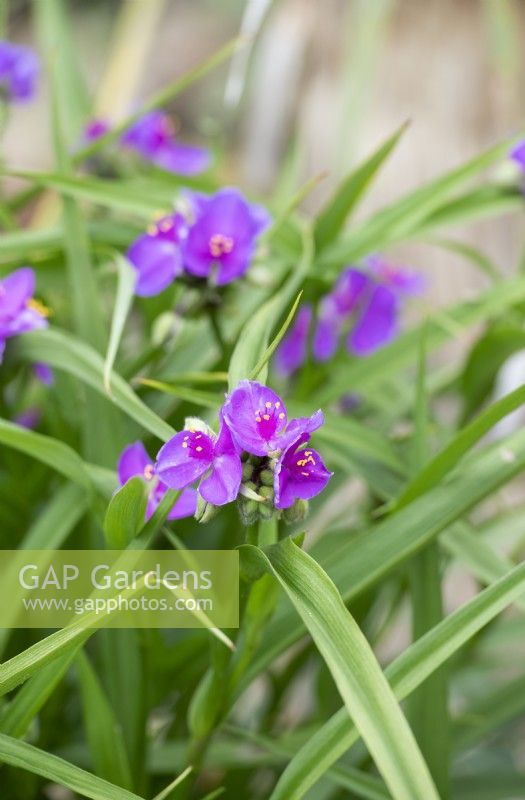 Tradescantia Andersoniana group - Spider lily
