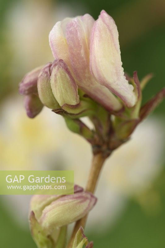 Lonicera x purpusii  'Winter Beauty'  Honeysuckle flower buds  February
