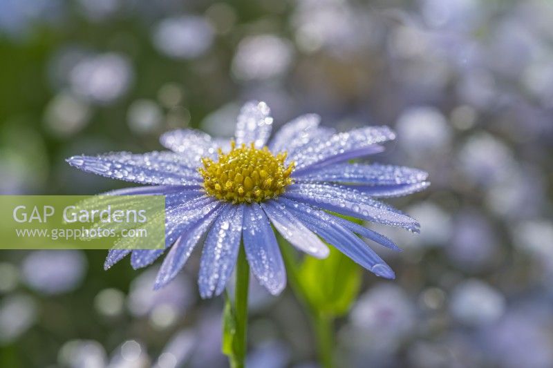 Kalimeris incisa 'Charlotte' flowering in Summer - July