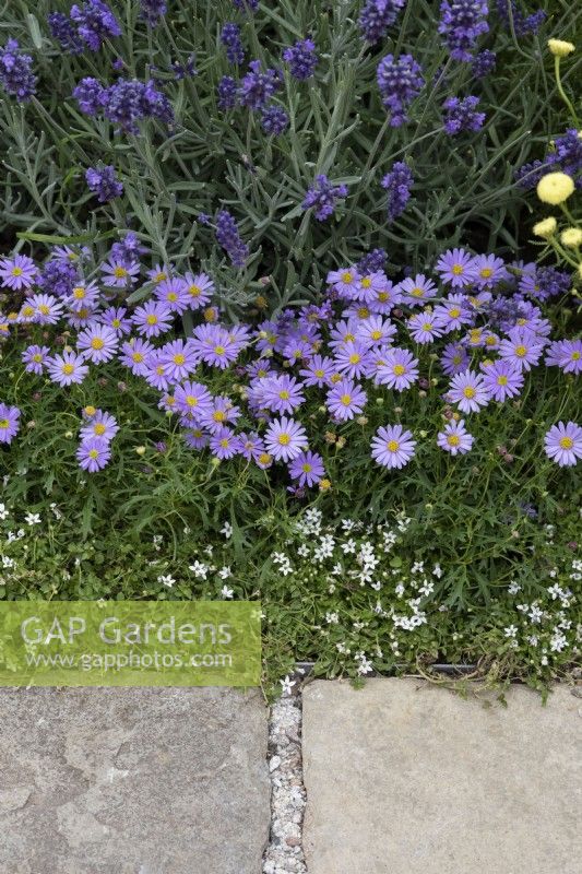 Brachyscome 'Mauve Magic' - Swan River Daisy along a flower border in #knollingwithdaisies garden at RHS Hampton court flower show 2022 - Designed by Sue Kent