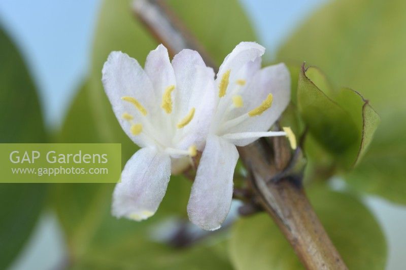Lonicera x purpusii  'Winter Beauty'  Honeysuckle  February
