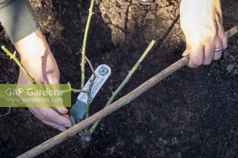 Checking depth of planting of bare root roses