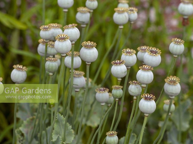 Papaver somniferum Opium poppy seed pods Norfolk garden June