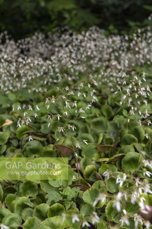 Saxifraga stolonifera 'Rubra' creeping saxifrage