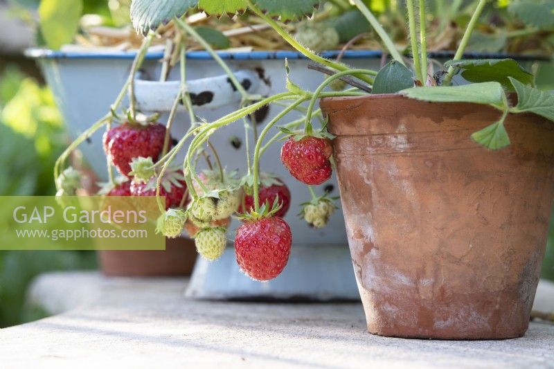 Fragaria x ananassa - Strawberries in a terracotta pot
