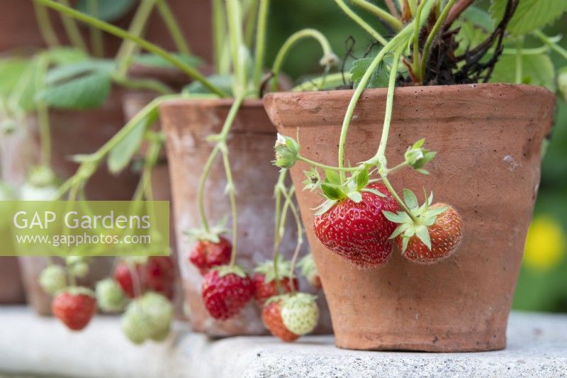 Fragaria x ananassa - Strawberries in small terracotta pots