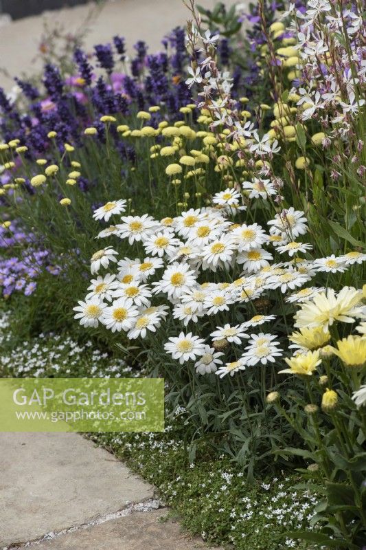 Argyranthemum Madeira 'Crested White' - Marguerite in #knollingwithdaisies garden at RHS Hampton court flower show 2022 - Designed by Sue Kent