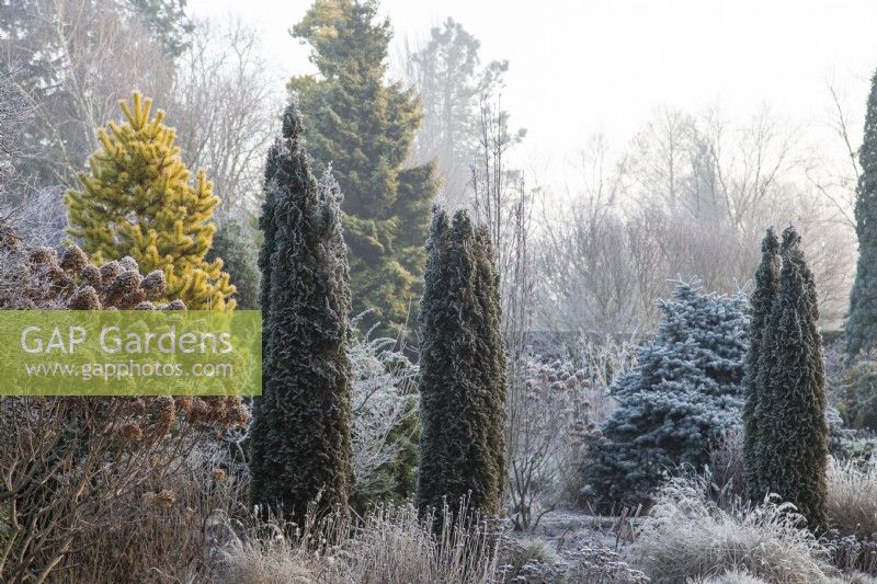 Hydrangea paniculata 'Limelight', Pinus contorta 'Chief Joseph' and Thuja occidentalis 'Degroot's Spire' in winter frost - January

Foggy Bottom, The Bressingham Gardens, Norfolk, designed by Adrian Bloom. 