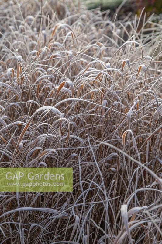 Imperata cylindrica 'Rubra' - cogon grass - January