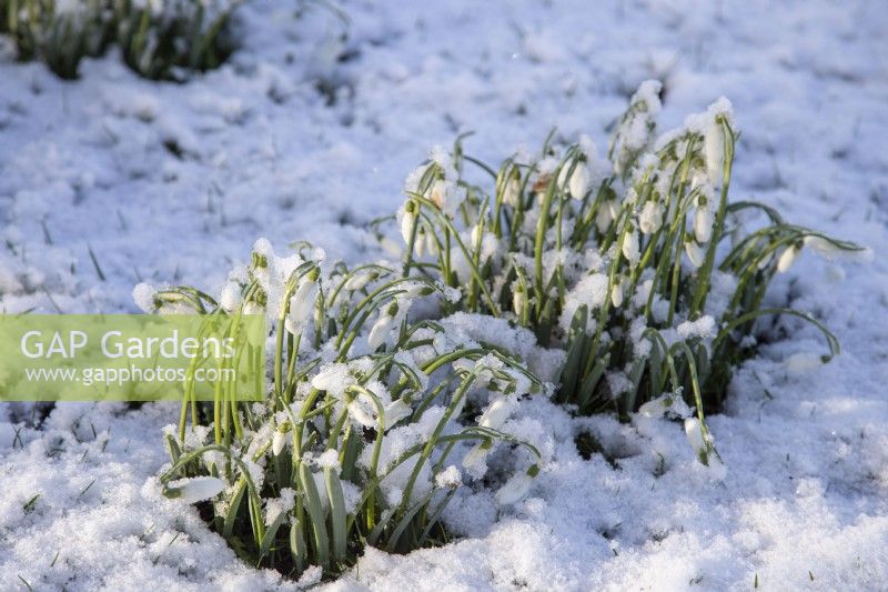 Galanthus nivalis 'S Arnott' - snowdrop - January