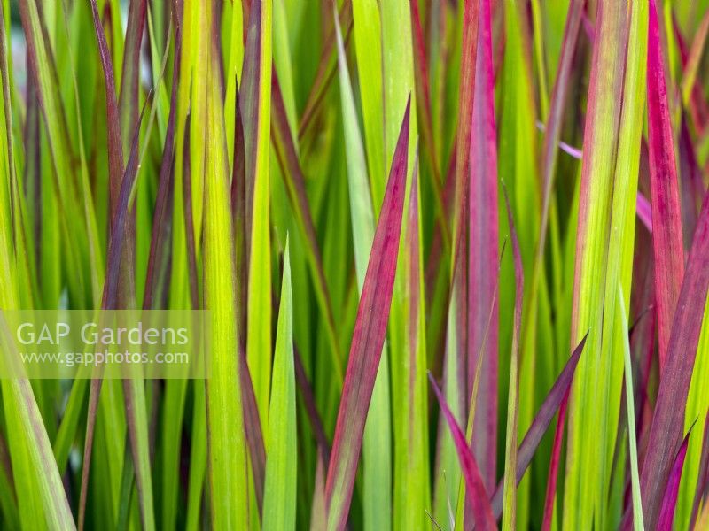 Imperata cylindrica 'Rubra' - Japanese Blood Grass 