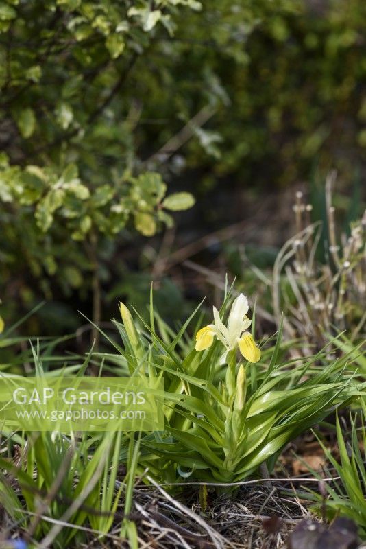 Iris bucharica in March