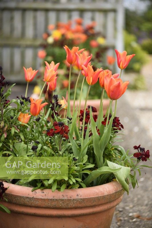 Tulipa 'Ballerina' in pots with dark wallflowers in April