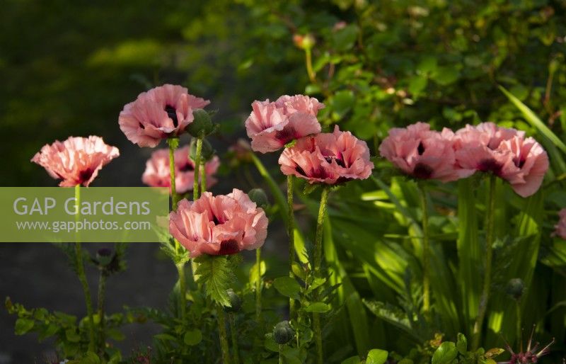 Papaver orientale 'Mrs Perry' in a border at the White House in Countersett, North Yorkshire