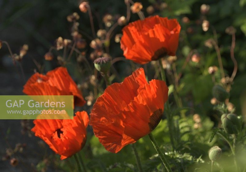 Papaver orientale in the cottage garden at the White House in Countersett, Yorkshire