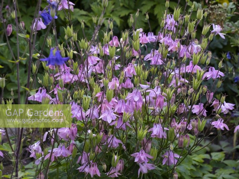 Aquilegia vulgaris along the front steps at the White House 