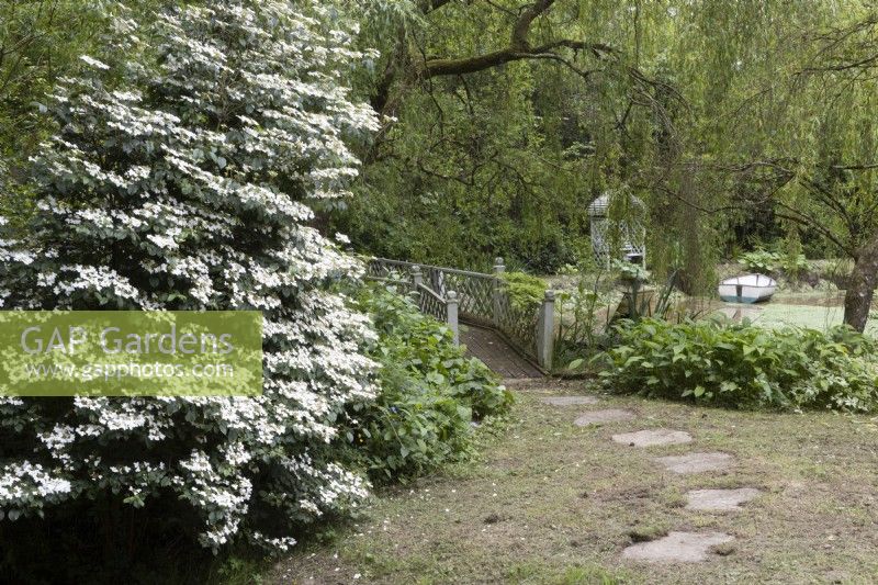 Viburnum plicatum tomentosum 'Mariesii' flowers beside a stone path. Lewis Cottage, NGS Devon garden. Spring.