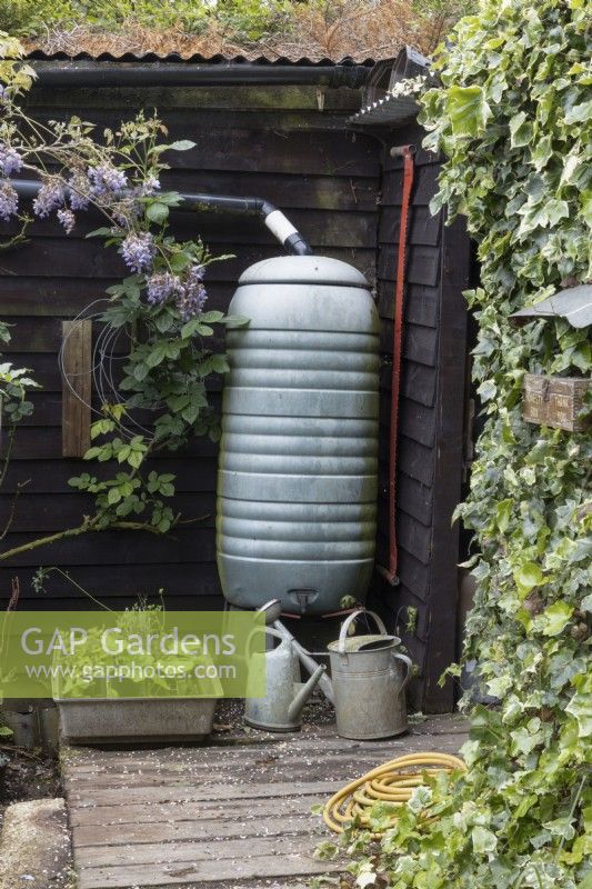 A water butt with two metal watering cans beside a wooden shed. Lewis Cottage, NGS Devon garden. Spring.