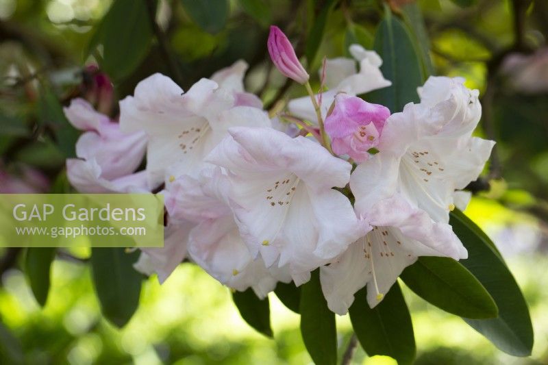 Rhododendron 'Loderi Pink Diamond' - May