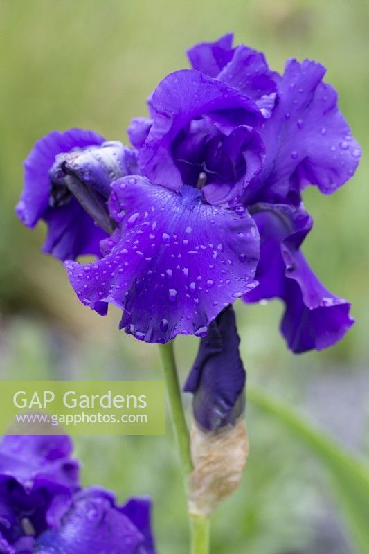 Iris 'Titans Glory' with water droplets - June