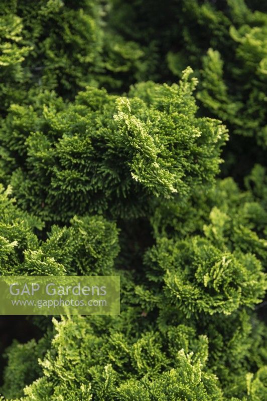 Chamaecyparis obtusa 'Yellowtip' Japanese cypress. 
