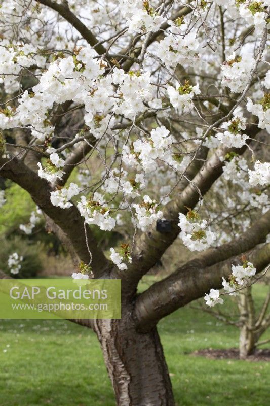 Prunus 'Tai-haku' Great White Cherry - April