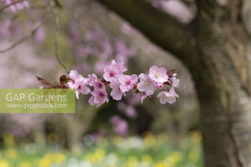 Prunus sargentii - Sargent's cherry blossom - April