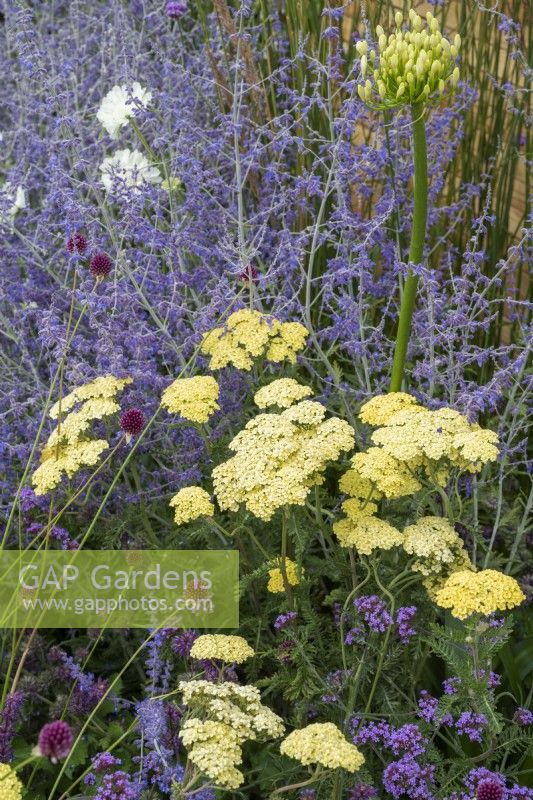 Achillea credo and Perovskia 'Blue Spire' - Yarrow in the Turfed Out garden at RHS Hampton court flower show 2022 - Designed by Hamzah-Adam Desai