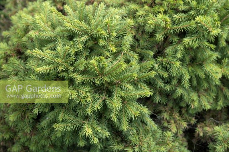 Picea abies 'Gregoryana' Norwegian spruce