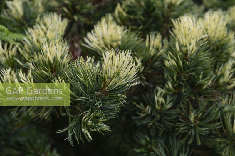 Pinus parviflora 'Shikoku' five-needle pine