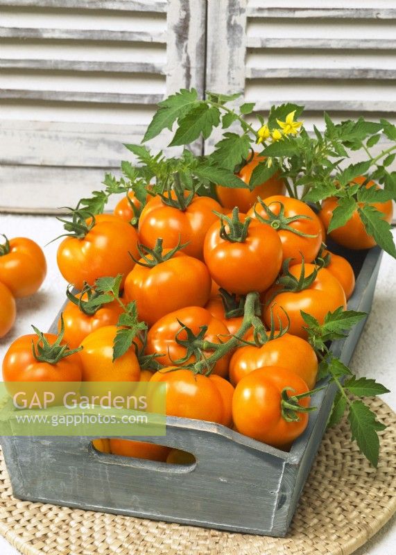 Picked tomatoes piled in a tray, Solanum lycopersicum Oranzehevyj Zakat GS-Miass, summer July