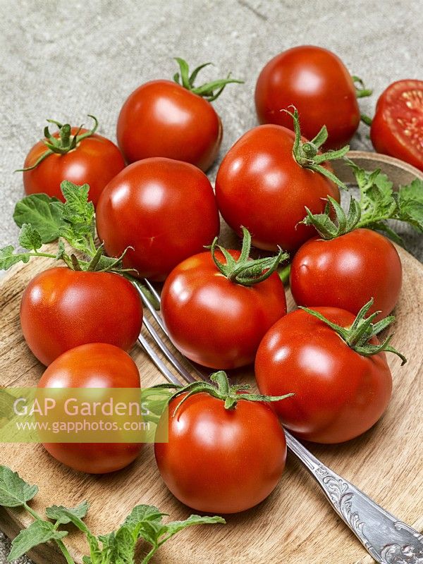 Picked tomatoes piled on board, Solanum lycopersicum Uralskij Dachnik GS-Miass, summer July