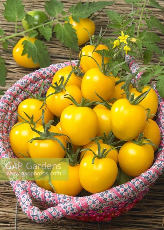 Picked tomatoes piled in a bowl, Solanum lycopersicum Zolotaya Dolina GS-Miass, summer July