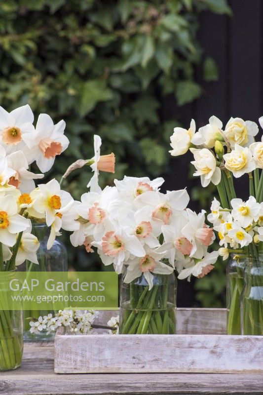 Bunch of Narcissus 'Pink Charm' in glass jar in tray on table with others 