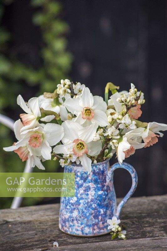  Narcissus 'Pink Charm' arranged with prunus blossom in small blue and pink pottery jug on table 