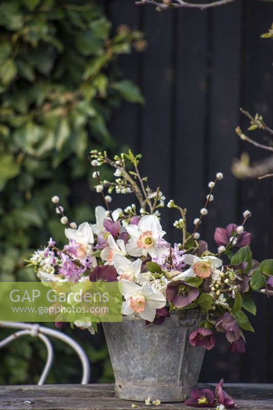 Spring floral arrangement in zinc bucket on table. Flowers inc Salix, Helleborus orientale and Narcissus 'Pink Charm' 
