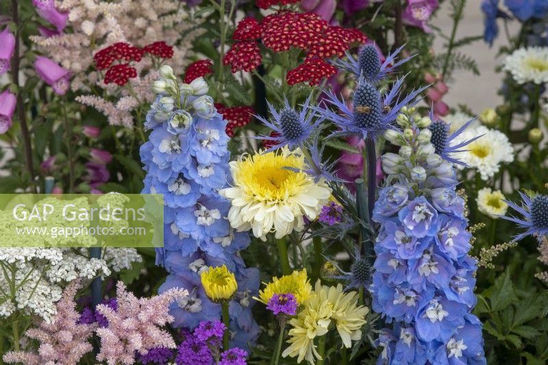 Leucanthemum 'Real charmer', Delphinium delphina 'Light blue white bee', Eryngium zabelii Big Blue - Larkspur, Seaholly and Shasta Daisy in a floral display at RHS Hampton court flower show 2022