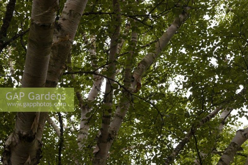 Betula ermanii 'Grayswood Hill' birch tree trunks amd foliage. Summer. 