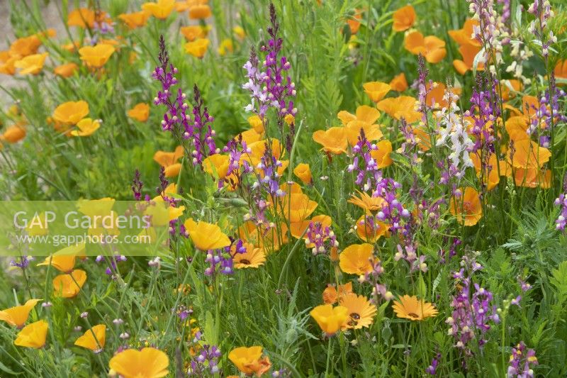 Linaria maroccana and Eschscholzia californica - Toadflax and California poppies