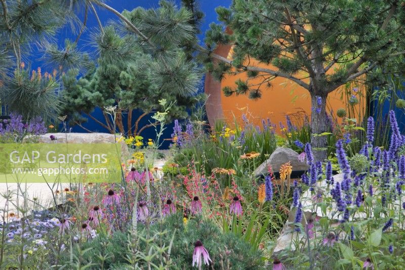 Vivid planting with Echinacea purpurea 'Fatal Attraction', Kniphofia 'Fiery Red' and Agastache 'Blackadder' in Over The Wall Garden at RHS Hampton Court Palace Garden Festival 2022